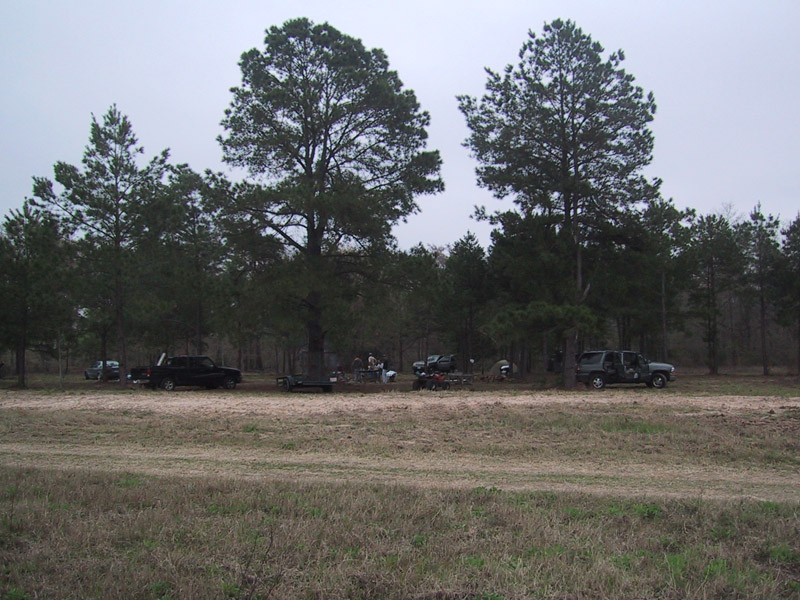 Open grassy clearing bordered by tall pine trees