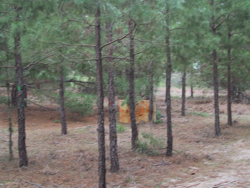 Yellow field marker between pine trees
