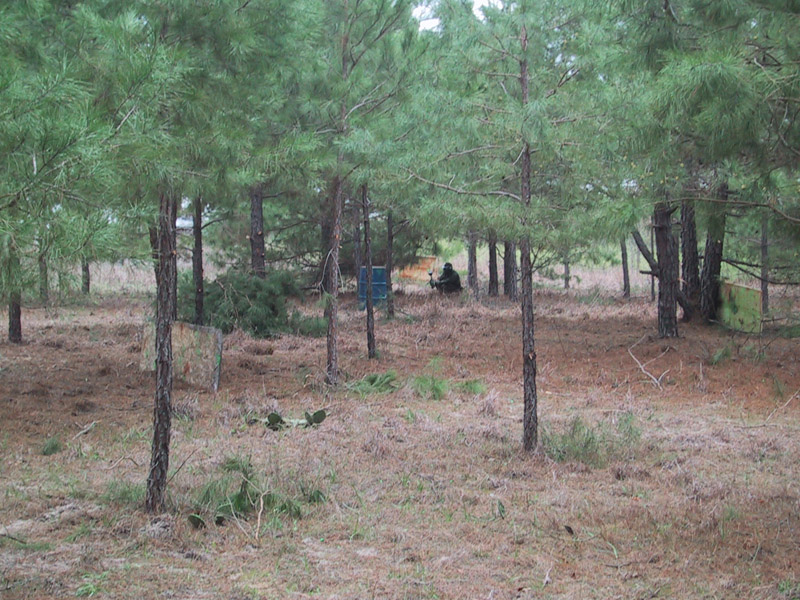 Pine woodland with field markers and a dirt clearing