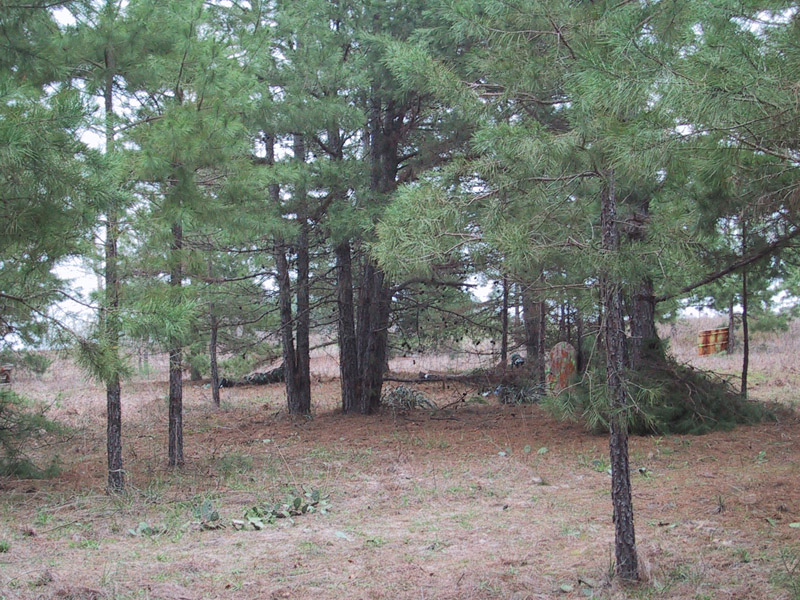 Low barricade among closely spaced pine trees