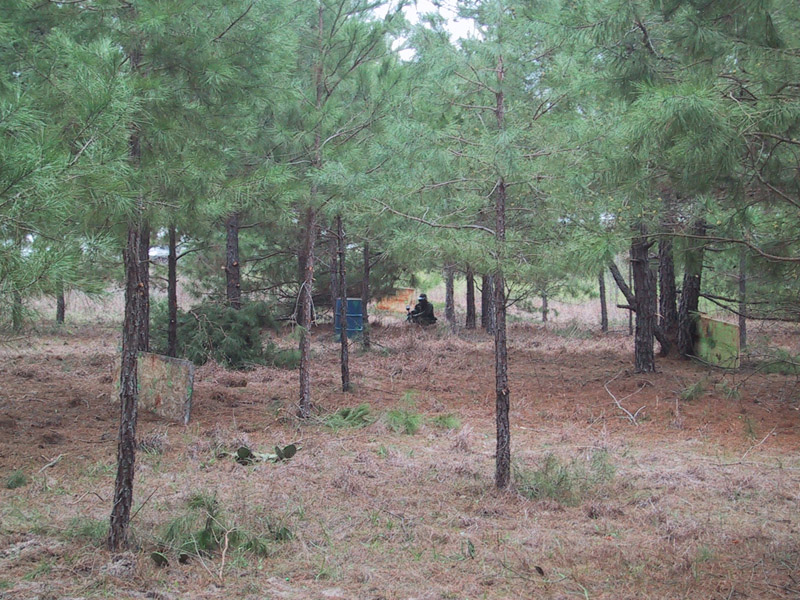 Paintball field with pine trees and blue cover