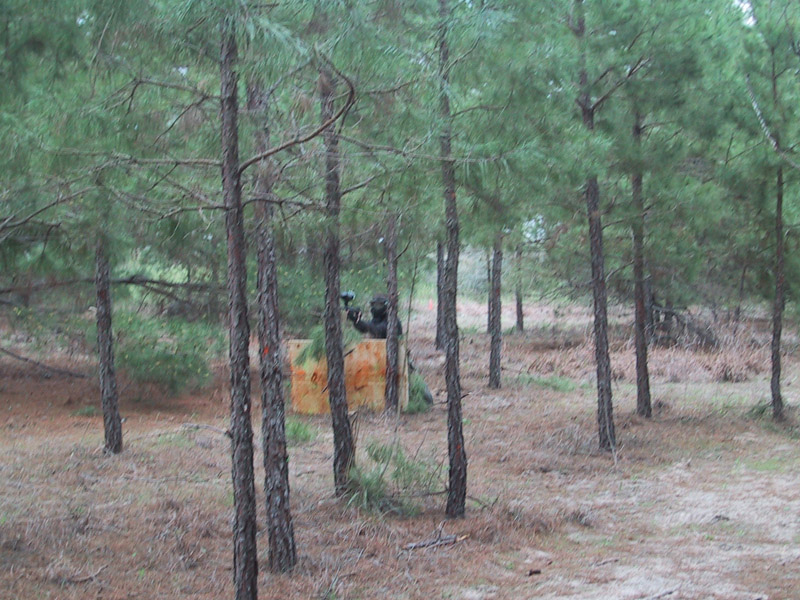 Yellow field marker amid rows of pine trees