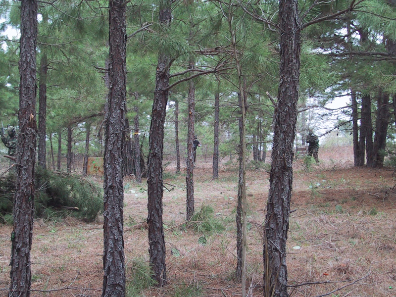 Pine trees framing a woodland clearing
