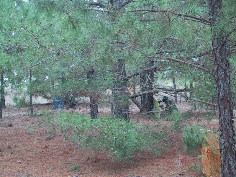 Wooded paintball field viewed through low branches
