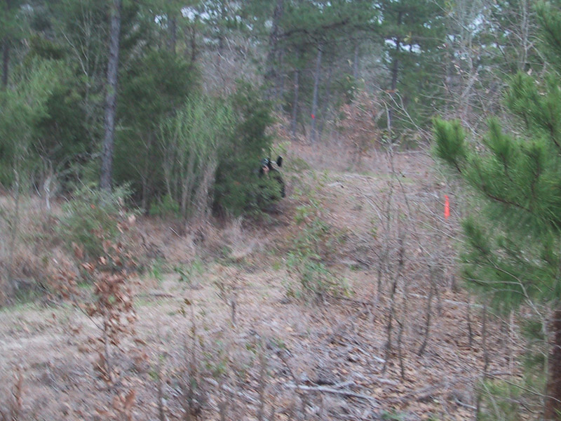 Narrow path bordered by scrub and trees