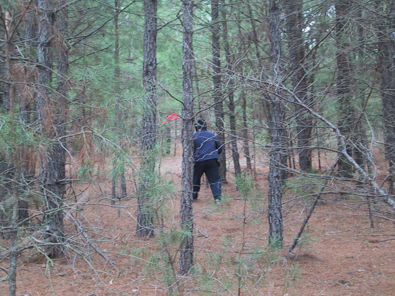 Player moving between slender trees