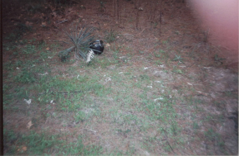 Small dark object on grassy ground