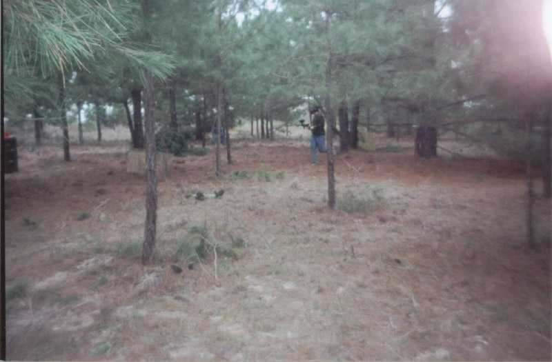 Paintball playing area viewed through pine branches