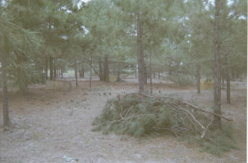 Brush pile in a sandy woodland clearing