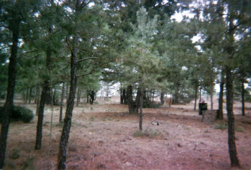Wooded field with scattered low barriers