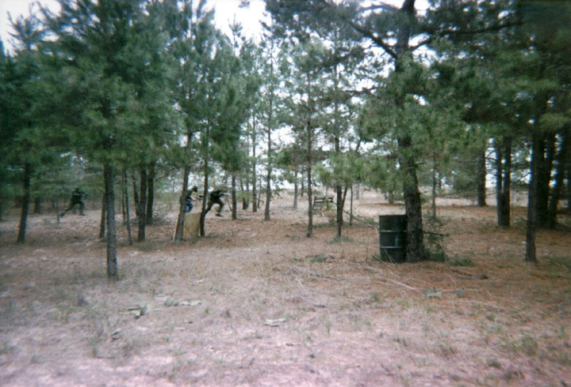 Two dark barrels among pine trees