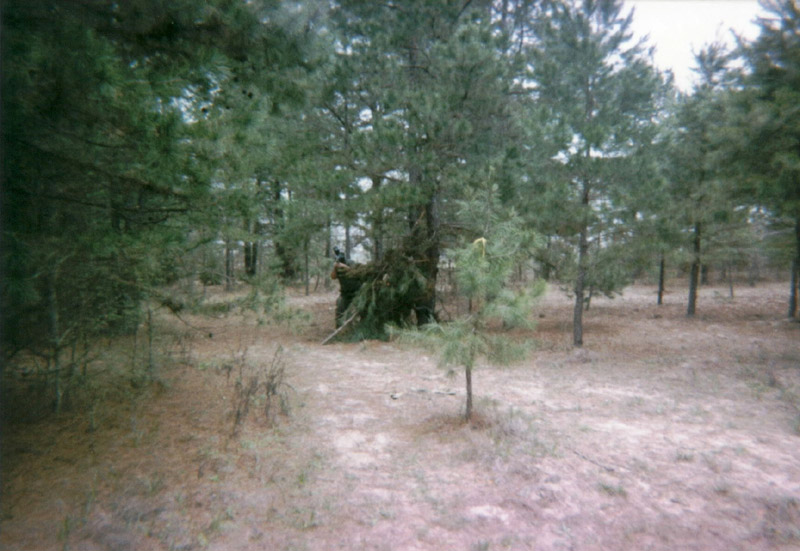 Leafy trees bordering a sandy path