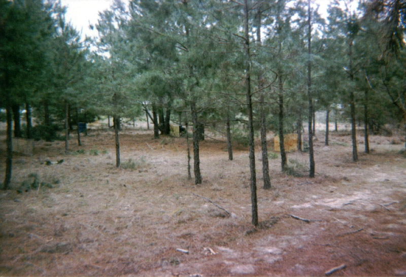 Open playing area among evenly spaced pine trees