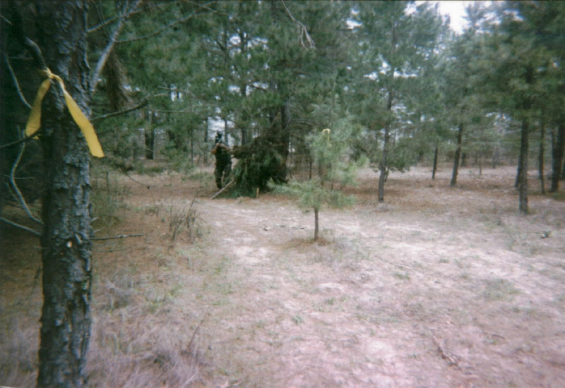 Tree marked with yellow ribbon beside a woodland path
