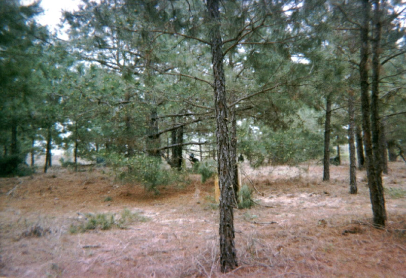 Pine trees bordering a grassy clearing
