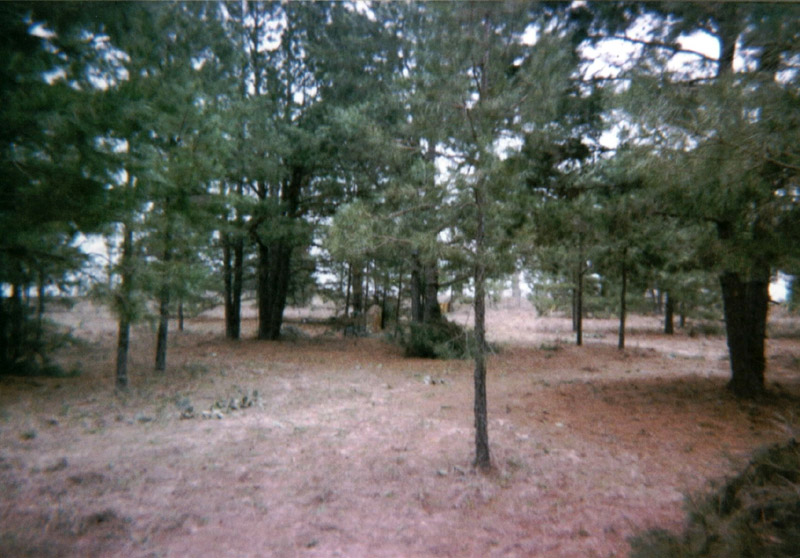 Pine woodland with open ground between the trees