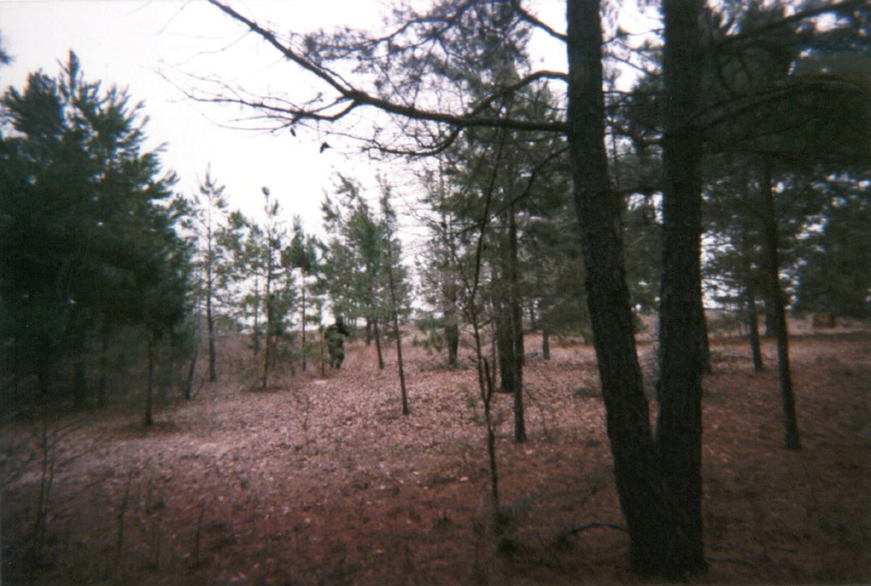 Sandy clearing between pine trees