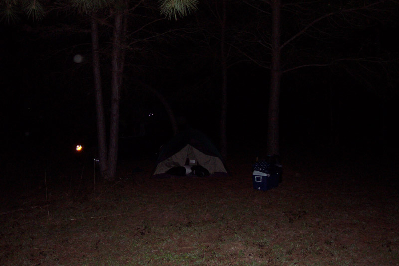 Tent among pine trees at night