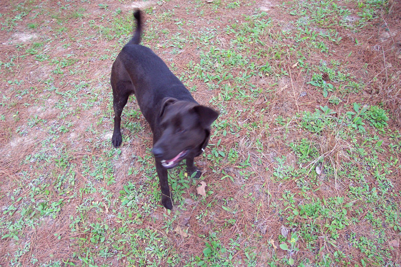 Black dog standing on pine-covered ground