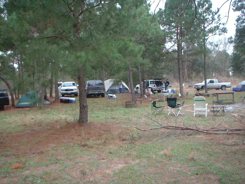 Vehicles and tents scattered through a pine-tree campsite
