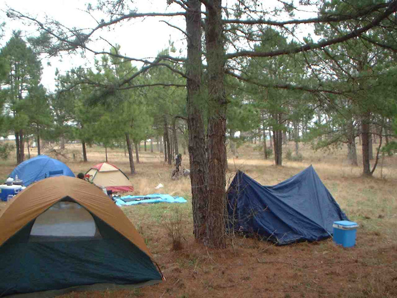 Tents and a blue cooler beneath tall trees