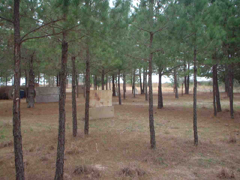 Rows of pine trees and wooden field cover